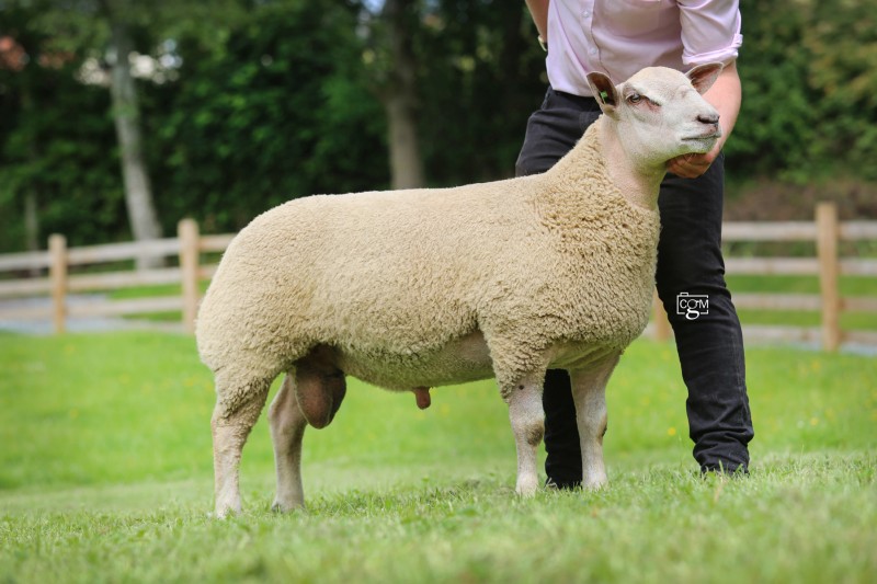 Edstaston Amigo Edstaston Amigo